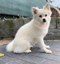 ROSI, Hund, Japanischer Spitz in Burgdorf - Bild 6