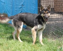 GERRY, Hund, Deutscher Schäferhund-Mix in Ungarn - Bild 1