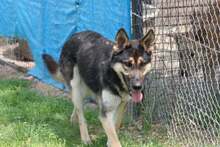 GERRY, Hund, Deutscher Schäferhund-Mix in Ungarn - Bild 2