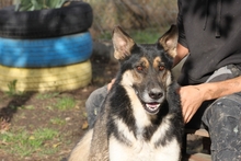 GERRY, Hund, Deutscher Schäferhund-Mix in Ungarn - Bild 3