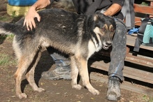 GERRY, Hund, Deutscher Schäferhund-Mix in Ungarn - Bild 4