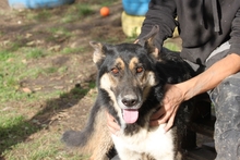 GERRY, Hund, Deutscher Schäferhund-Mix in Ungarn - Bild 5