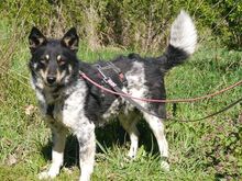 DORKO, Hund, Austral. Sheph.-Austral. Cattle Dog-Schäferh.-Mix in Ungarn