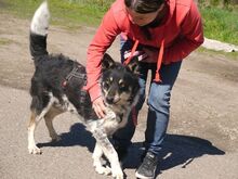 DORKO, Hund, Australian Shepherd-Mix in Ungarn - Bild 10