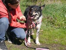 DORKO, Hund, Australian Shepherd-Mix in Ungarn - Bild 11