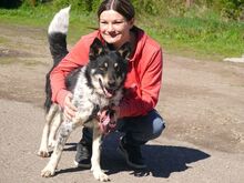 DORKO, Hund, Australian Shepherd-Mix in Ungarn - Bild 12