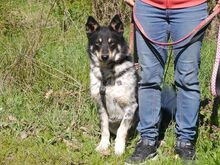 DORKO, Hund, Australian Shepherd-Mix in Ungarn - Bild 13