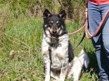 DORKO, Hund, Australian Shepherd-Mix in Ungarn - Bild 14