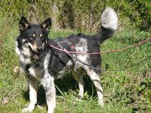 DORKO, Hund, Australian Shepherd-Mix in Ungarn - Bild 15