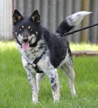 DORKO, Hund, Australian Shepherd-Mix in Ungarn - Bild 16