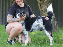 DORKO, Hund, Australian Shepherd-Mix in Ungarn - Bild 17