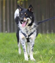 DORKO, Hund, Australian Shepherd-Mix in Ungarn - Bild 18