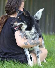 DORKO, Hund, Australian Shepherd-Mix in Ungarn - Bild 19