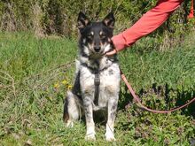 DORKO, Hund, Australian Shepherd-Mix in Ungarn - Bild 2