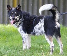 DORKO, Hund, Australian Shepherd-Mix in Ungarn - Bild 20