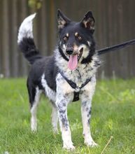 DORKO, Hund, Australian Shepherd-Mix in Ungarn - Bild 21