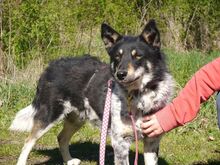 DORKO, Hund, Australian Shepherd-Mix in Ungarn - Bild 22