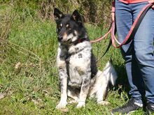 DORKO, Hund, Australian Shepherd-Mix in Ungarn - Bild 23