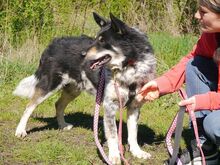 DORKO, Hund, Australian Shepherd-Mix in Ungarn - Bild 24