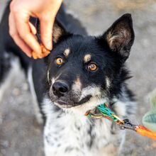 DORKO, Hund, Australian Shepherd-Mix in Ungarn - Bild 25