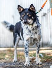 DORKO, Hund, Australian Shepherd-Mix in Ungarn - Bild 26