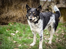 DORKO, Hund, Australian Shepherd-Mix in Ungarn - Bild 27