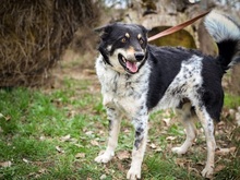 DORKO, Hund, Australian Shepherd-Mix in Ungarn - Bild 28