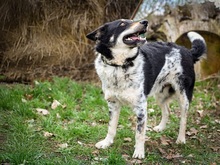 DORKO, Hund, Australian Shepherd-Mix in Ungarn - Bild 29