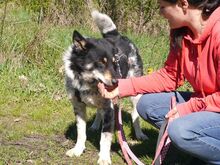 DORKO, Hund, Australian Shepherd-Mix in Ungarn - Bild 3