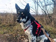 DORKO, Hund, Australian Shepherd-Mix in Ungarn - Bild 30