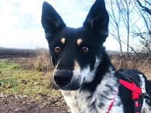 DORKO, Hund, Australian Shepherd-Mix in Ungarn - Bild 32