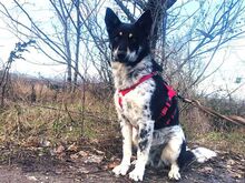 DORKO, Hund, Australian Shepherd-Mix in Ungarn - Bild 33