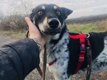 DORKO, Hund, Australian Shepherd-Mix in Ungarn - Bild 34