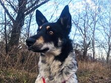 DORKO, Hund, Australian Shepherd-Mix in Ungarn - Bild 35