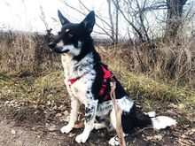 DORKO, Hund, Australian Shepherd-Mix in Ungarn - Bild 36