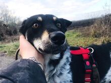 DORKO, Hund, Australian Shepherd-Mix in Ungarn - Bild 37