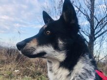 DORKO, Hund, Australian Shepherd-Mix in Ungarn - Bild 38