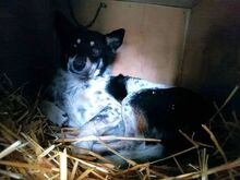 DORKO, Hund, Australian Shepherd-Mix in Ungarn - Bild 39