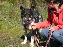 DORKO, Hund, Australian Shepherd-Mix in Ungarn - Bild 4