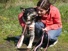 DORKO, Hund, Australian Shepherd-Mix in Ungarn - Bild 5