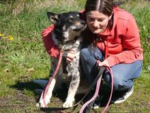 DORKO, Hund, Australian Shepherd-Mix in Ungarn - Bild 6