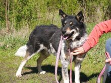 DORKO, Hund, Australian Shepherd-Mix in Ungarn - Bild 7