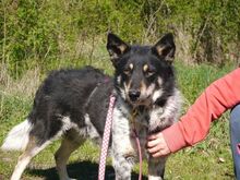 DORKO, Hund, Australian Shepherd-Mix in Ungarn - Bild 8