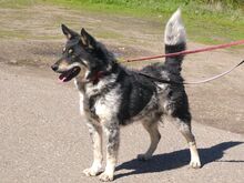 DORKO, Hund, Australian Shepherd-Mix in Ungarn - Bild 9