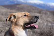MAGGIE, Hund, Mischlingshund in Bulgarien