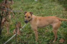 MARO, Hund, mischling in Kroatien - Bild 6