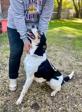 GINA, Hund, Collie Kurzhaar-Mix in Italien - Bild 2