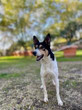 GINA, Hund, Collie Kurzhaar-Mix in Italien - Bild 4