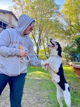 GINA, Hund, Collie Kurzhaar-Mix in Italien - Bild 5