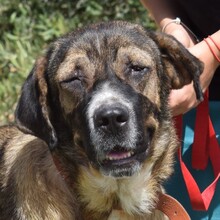 JULIA, Hund, Herdenschutzhund-Mix in Spanien - Bild 1